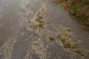 “Fescione, l'erba tagliata resta nel canale, con le piogge finisce in mare e danneggia turismo ed ambiente. Consorzio di Bonifica intervenga e paghi i danni ; la richiesta di Ilaria Balloni di FdI