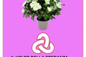 Per la festa della mamma tornano le azalee del Volto della speranza. Nelle piazze di tutta la provincia l&#039;iniziativa a sostegno dei malati oncologici
