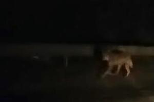 Avvistamenti di lupi a Carrara centro: preoccupazione tra i residenti