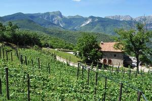 A Bosa di Careggine una giornata divulgativa su come potare e ristrutturare un vigneto