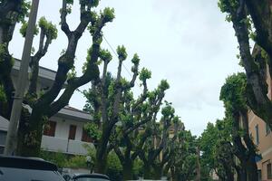 Ignorato il regolamento del verde a Massa che vieta la capitozzatura degli alberi: la denuncia di Italia Nostra Massa Montignoso