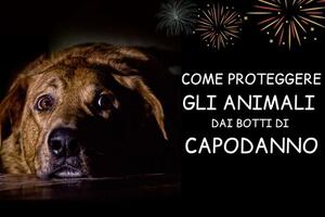 Botti di Capodanno: i consigli per proteggere gli animali domestici