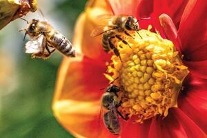 Sono aperte le iscrizioni al corso del progetto Connessioni Apuane ‘Conoscere le api e la biodiversità’ che si terrà in biblioteca a Carrara