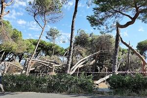 Censimento degli alberi, regolamento del verde e nuove piantumazioni: il 2025 si apre con tante novità green