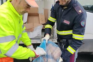 Polizia Stradale di Viareggio sequestra 32 chili di cibo non conservato a norma e  destinato agli asili nido di Montignoso, Massarosa e Prato