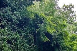Alberi pericolanti in via dei Colli a Massa: il consigliere Ortori chiede l&#039;intervento dei Vigili del Fuoco