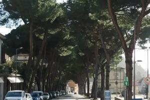 Gestione fallimentare del verde: la critica di Avenza Si R-Esiste