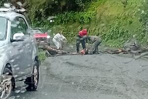 Cade un albero in via dei Colli a Massa: l&#039;appello del consigliere Ortori per la messa in sicurezza delle piante a bordo strada nei paesi di Massa