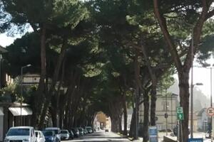 Regolamento del verde scritto da chi è oggetto di contestazioni: Associazione Arca replica all&#039;agronomo del comune Carlo Piccini