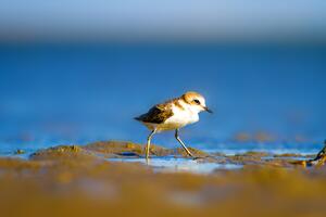 Smart Revolution srl per la difesa del Fratino: vinti oltre otto milioni di euro