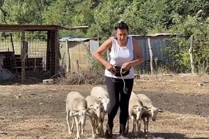 Aggrediti dai lupi a Zeri: i cani salvano pastora e gregge