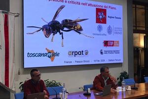 Anche il Consorzio del Miele della Lunigiana DOP al convegno sulla vespa velutina
