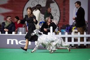 Torna l'Esposizione internazionale canina di bellezza: domenica 4 gennaio a Carrarafiere