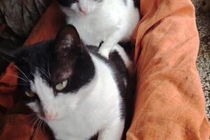 Sos Randagi lancia un appello a Carrara per 25 gatti in cerca di casa