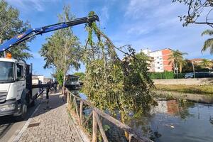 Pianta caduta nel fosso Brugiano a Massa: concluso intervento del Consorzio di Bonifica