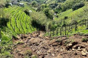 Coldiretti Massa Carrara: vendemmia bella e fortunata, il 10 per cento in più di vino e tra i filari eroici del Candia doc sta sbocciando una nuova generazione