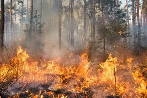 Incendio devasta cinquemila metri quadrati di boschi a Comano
