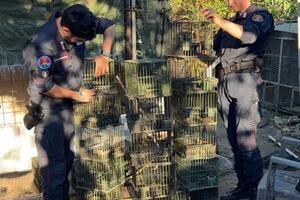 Sequestrate a Massa reti da uccellagione e oltre 240 uccelli detenuti illegalmente nell’ambito della campagna di controlli antibracconaggio “Kevin”