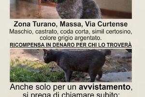 Ricerca gatto scomparso a Turano, Massa