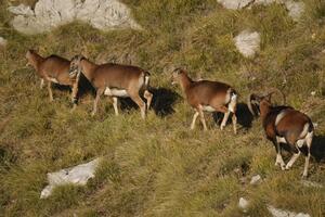 Al via il conteggio primaverile dei mufloni nel Parco delle Alpi Apuane