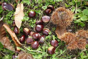 10 milioni di euro per i castagneti: Il governo rilancia la castanicoltura, comparto strategico per le aree interne