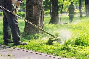 Gestione del verde urbano a Carrara  e non solo: l'analisi di Marco Dinetti responsabile ecologia urbana Lipu