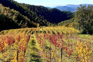 GiovaniSì, progetti imprenditoria per giovani agricoltori promossi dalla Regione Toscana:i plauso di Coldiretti Massa Carrara