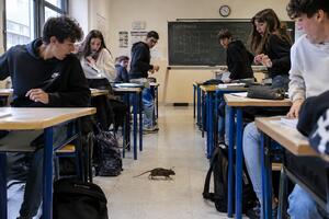 Topi in classe all'Itis Galilei di Avenza: "Problema che esiste da mesi e che non si risolve con le derattizzazioni. Chiesto intervento della Provincia" spiega il dirigente Antonio Giusa