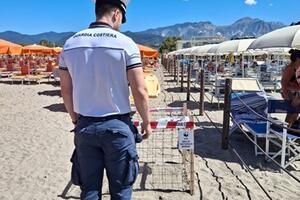 Trovato un nido di tartaruga  marina tra il bagno Mistral e il bagno Luciano a Marina di Carrara