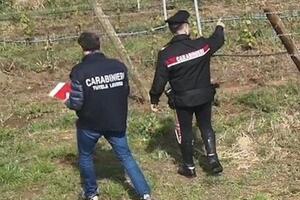Contrasto al caporalato e al lavoro nero nei vigneti collinari del comune di Massa: i carabinieri intensificano i controlli nelle vendemmie