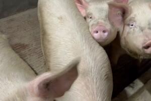 Coldiretti Toscana: casi di contagio di peste suina  aumentati otto volte tra Massa carrara e Lucca, serve subito un tavolo regionale emergenze epizootiche