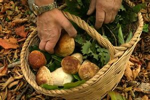 Parte il 16 ottobre a Sorgnano la Sagra del Fungo organizzata dalla Pubblica Assistenza