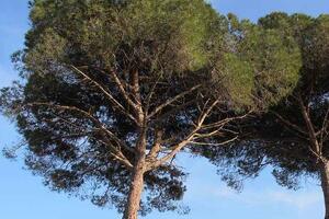Alberi abbattuti per motivi di sicurezza: le piante hanno un ciclo vitale e possono diventare pericolose dicono da Italia Nostra Massa Montignoso