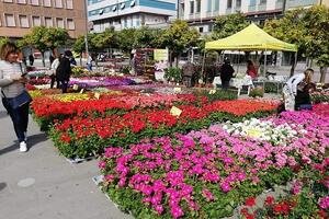 Massa in Fiore: in piazza Aranci confermata la mostra mercato di fiori e piante, edizione in ricordo di Giacomo. "il suo" ulivo sarà messaggio di non violenza