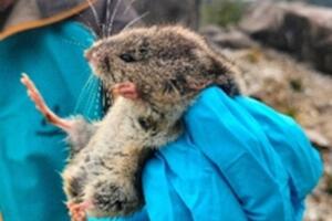 Nuovi siti di presenza nel Parco Regionale delle Alpi Apuane per l’arvicola delle nevi, specie indicatrice dei cambiamenti climatici