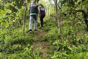 Operazione Vendemmia: i carabinieri del Nil di Massa Carrara contrastano il lavoro irregolare nel settore agricolo