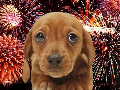 Tutela della sicurezza e del benessere: vietato ad Aulla  l'uso di petardi e fuochi d'artificio durante le festività