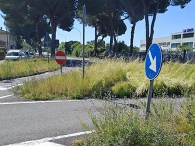 Manutenzione del verde urbano a Massa: i consiglieri Pd Santi e Tarantino chiedono interventi a Cudupino e alla Zecca