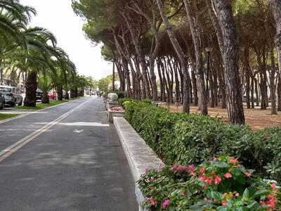 Pini di viale Colombo: la smentita dell'Autorità Portuale solleva più domande di quante ne risolva