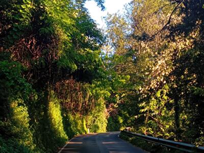 A breve il taglio delle alberature pericolose in Via dei Colli a Massa: l'annuncio del consigliere Ortori