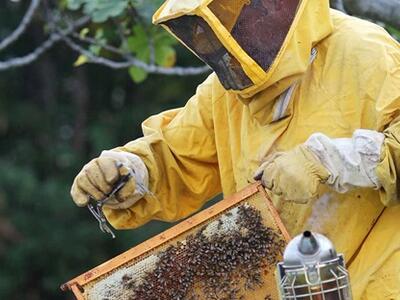 Coldiretti: ad aprile nuovo corso a Massa per diventare apicoltore rivolto ad hobbisti ed imprenditori agricoli