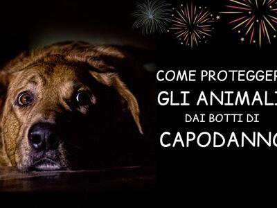 Botti di Capodanno: i consigli per proteggere gli animali domestici