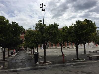 Estendere la data del bando per la raccolta delle arance amare a Massa: la richiesta di Italia Nostra Massa Montignoso