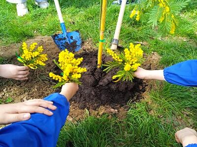 Una pianta di mimosa per educare al rispetto della donna: importante iniziativa alla scuola primaria Rodari di Avenza