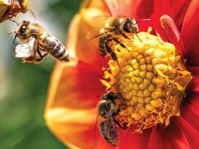 Sono aperte le iscrizioni al corso del progetto Connessioni Apuane ‘Conoscere le api e la biodiversità’ che si terrà in biblioteca a Carrara