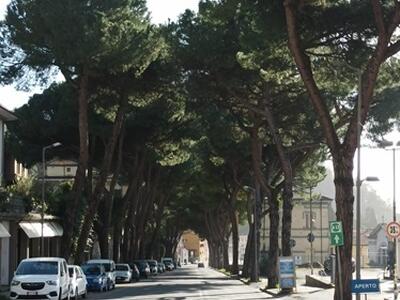 Pini tagliati sulla salita di San Cecardo a Carrara: il Grig fa una richiesta di accesso agli atti per  capire da chi fu autorizzato
