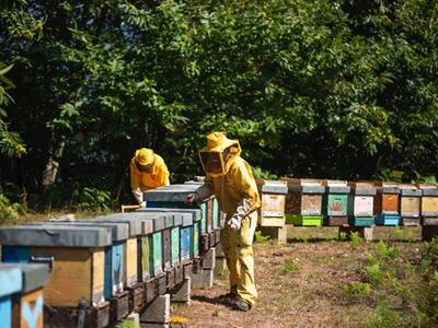 Oltre 800 soci, corsi e cooperazione: bilancio e punti di forza di Toscana Miele