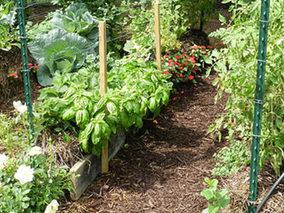 Riparte nelle scuole il progetto di educazione alimentare ‘Orto bio’ promosso dal comune di Carrara