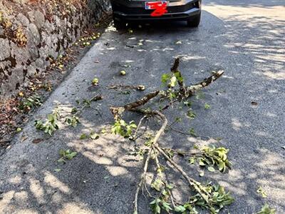 Gragnola, un ramo sulla strada e l'indifferenza degli automobilisti: la Protezione Civile chiede più senso civico