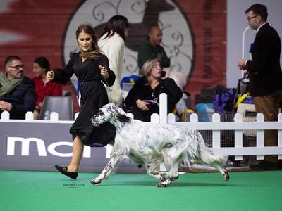 Torna l'Esposizione internazionale canina di bellezza: domenica 4 gennaio a Carrarafiere